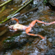 A chytrid-infected frog. Image: Forrest Brem/Wikimedia Commons